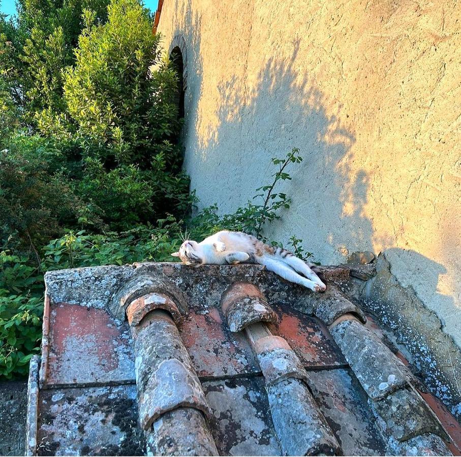 La Volpaia 1521 Barberino di Val dʼElsa Exterior foto